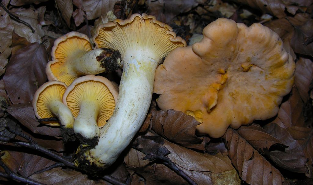 Alcuni Cantharellus di quest''anno.